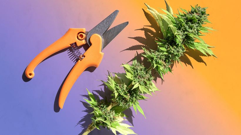 the-4-best-weed-trimming-scissors-for-every-budget